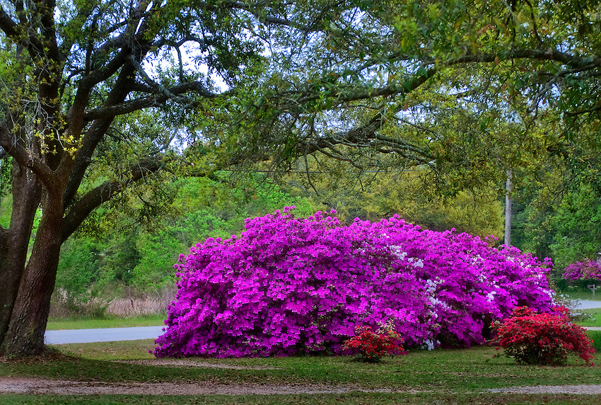 Azaleas In Mobile Older Than The State Photographs And Video