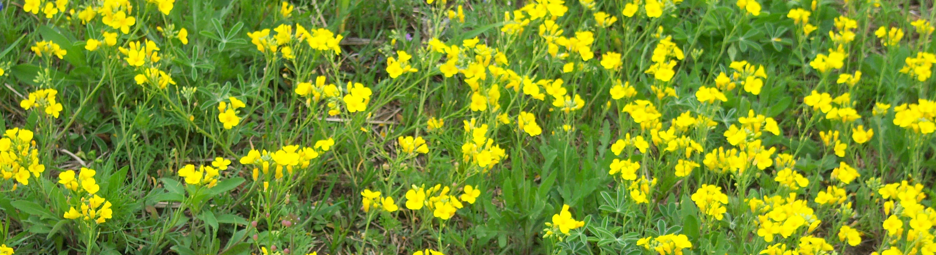 AUTHOR SUNDAY – Have you ever eaten Bitterweed Butter?