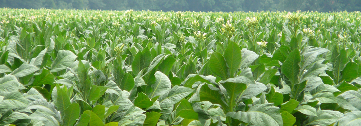 AUTHOR SUNDAY - Just reading about this makes me tired - tobacco farming was hard work!