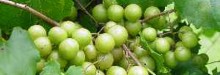 PATRON + RECIPE WEDNESDAY: Have you ever tasted a scuppernong?