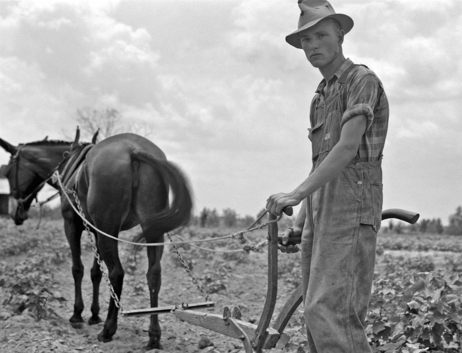 If you outlive your mule, don't get another one – so funny! – Alabama  Pioneers