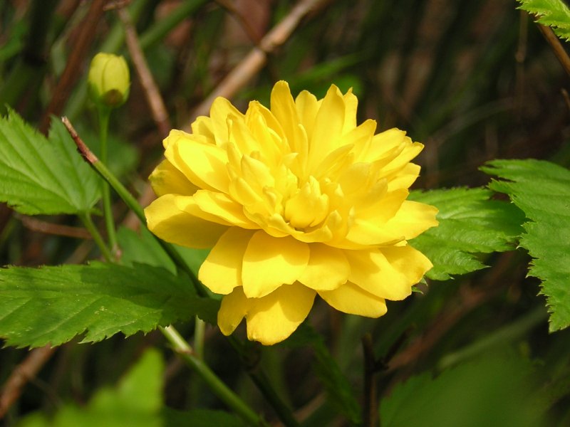 Kerria_japonica_-_flower