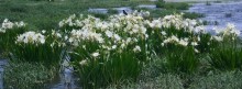 AUTHOR SUNDAY -Have you ever seen the Cahaba Lily in bloom? You shouldn’t miss it next time [pictures & video]