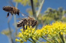 Did you know that honeybees have not always been prevalent in Alabama?