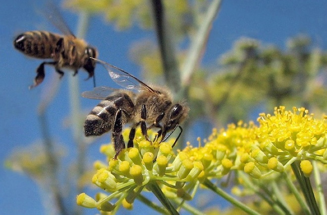honeybees2