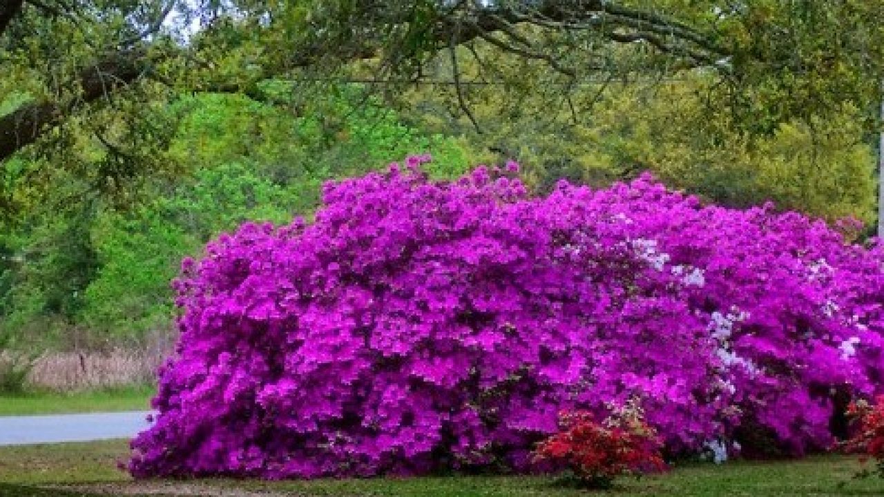 Azaleas In Mobile Older Than The State Photographs And Video