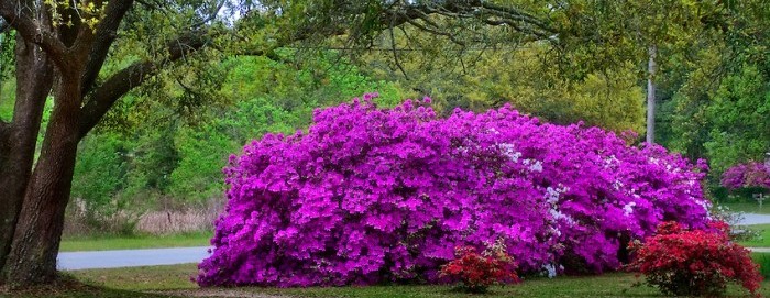 PATRON + Azaleas in Mobile, older than the state [photographs and video]