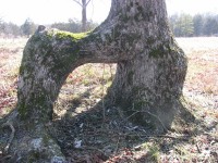 PATRON + The trees along the Trail of Tears -why are they twisted into strange shapes? [films and pictures]
