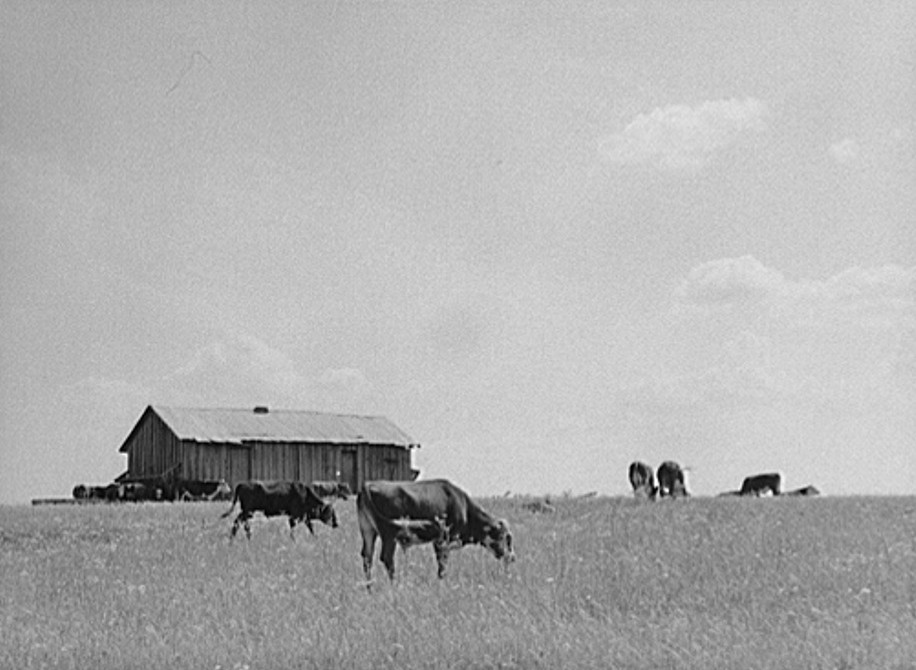 Cattle grazing in the Black Prairie regions. Barn in background was sharecroppers cabin. Hale County, Alabama 1941 jack delano
