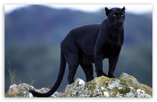 AUTHOR SUNDAY – The Last Panther in Alabama – or was he?