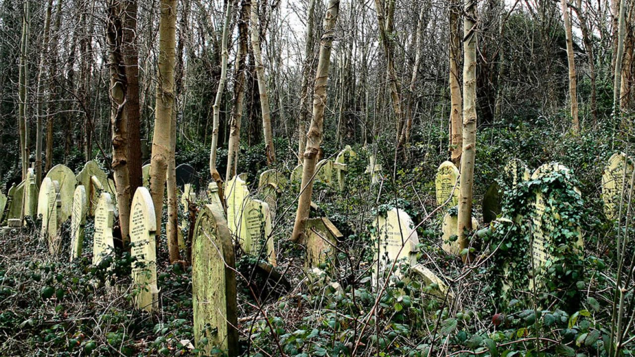 Underbrush In Owen Park Is So Dense Its >> Old Cemeteries Are Often Hidden In The Forests You Can Help Find Underbrush In Owen Park Is So Dense Its >> Old Cemeteries Are Often Hidden In The Forests You Can Help Find