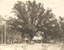 PATRON + An oak tree in Eufaula, Alabama officially owns itself – here is why