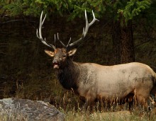 UPDATED WITH PODCAST PATRON + Fifty-five elk were brought to Alabama