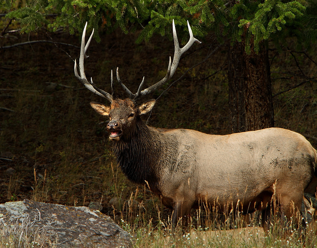 Bull-Elk-in-the-Woods