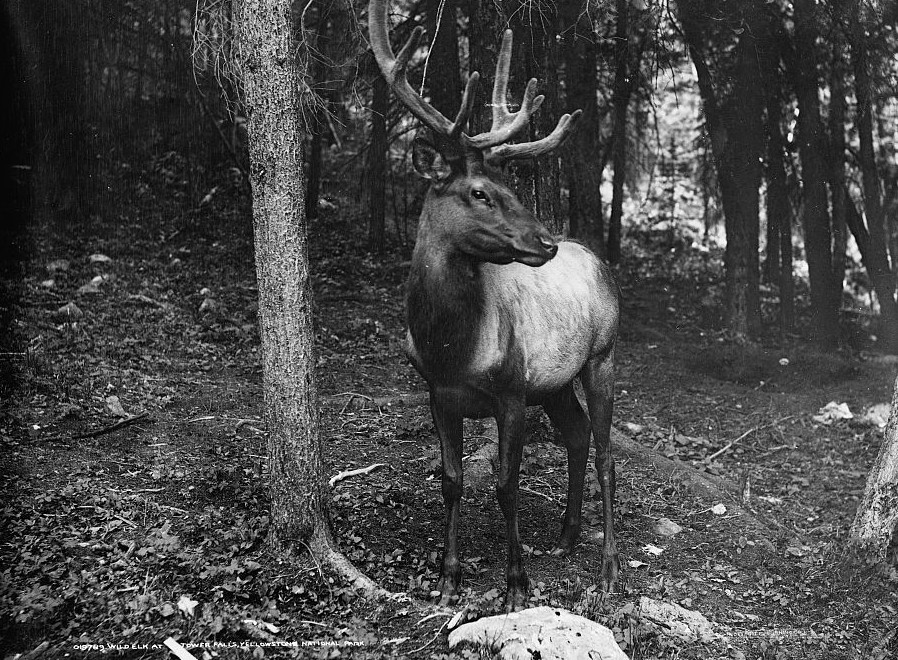 Elk wild at Tower Falls, Yellowstone National Park - Detroit Publishing