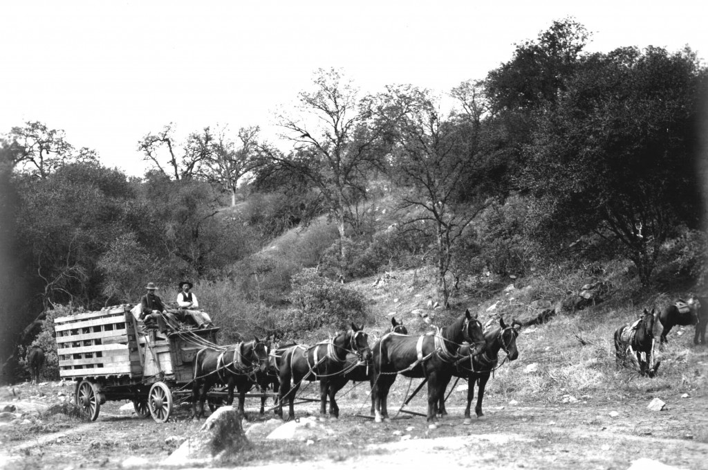 Hauling Elk on Wagon to Sequoia N Park