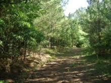 Do you know anything about the Joyner Cemetery in South Alabama?