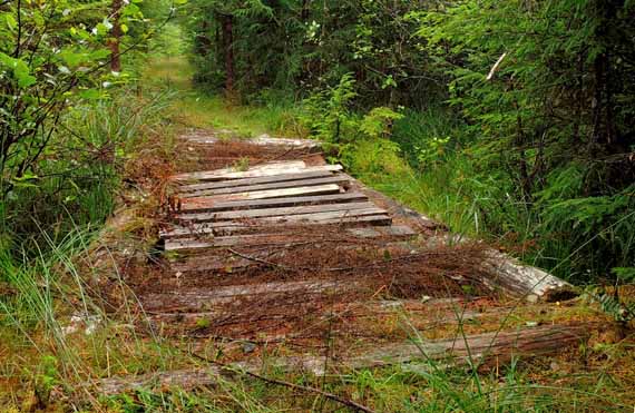 AUTHOR SUNDAY – The old corduroy road still runs quietly through the woods of Alabama but is not recognized for what it is