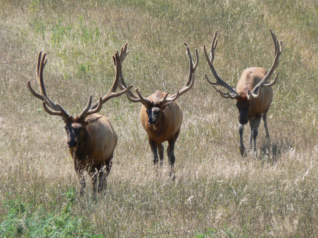 elk in nevada