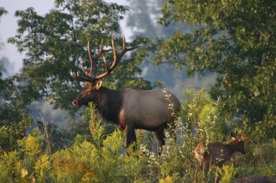 elk with baby