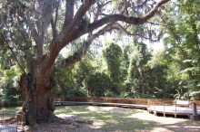 Jackson’s Oak – can you imagine the stories it could tell?