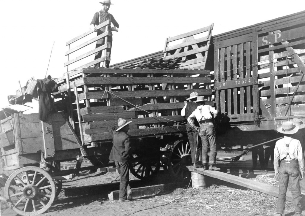 loading Elk on train - Loading crates