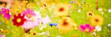 SATURDAY SECRETS – Flower Tips: Keep flowers fresh for the cemetery – good tips from the past