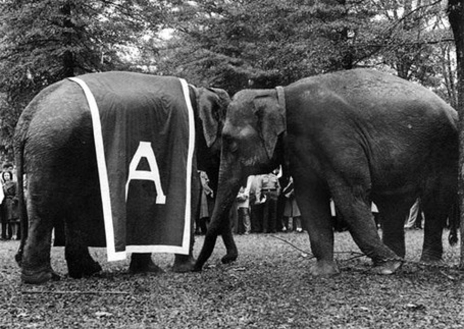 Which story do you believe is true  about the University of Alabama mascot, Big Al?