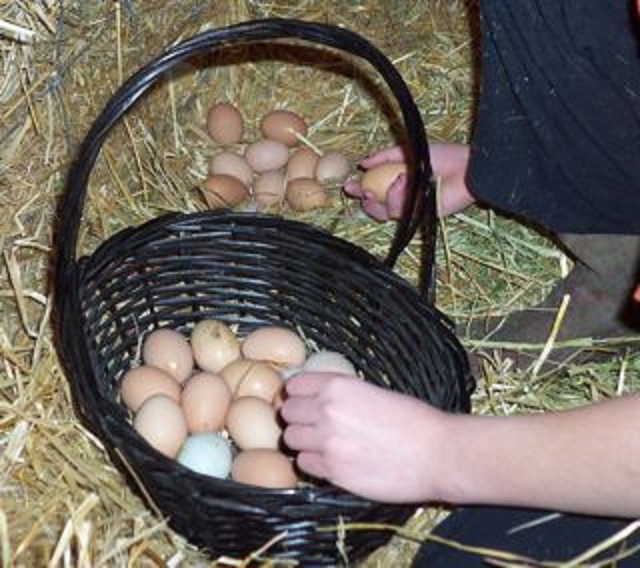 gathering eggs