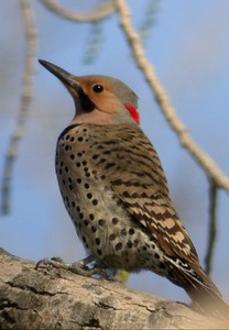 Do you know the date we celebrate birds in Alabama?