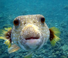 Two fisherman to one fish, fine for taking a nap during jury duty