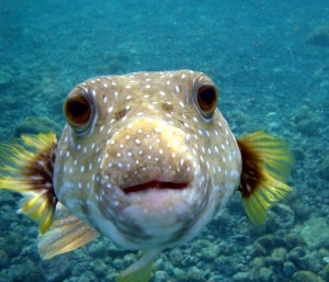 Puffer fish