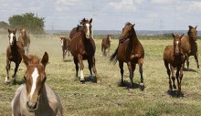 PATRON + Maude, the horse – that had a false mane and tail