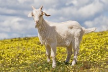 PATRON – Loud Goats a problem in Birmingham – read about a planned solution