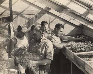 German_prisoners_of_war_working_in_the_greenhouse_at_the_POW_camp_in_Aliceville_Alabama
