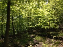 PATRON + First highways in Alabama were only beaten trails and sometimes travelers were entangled in vegetation