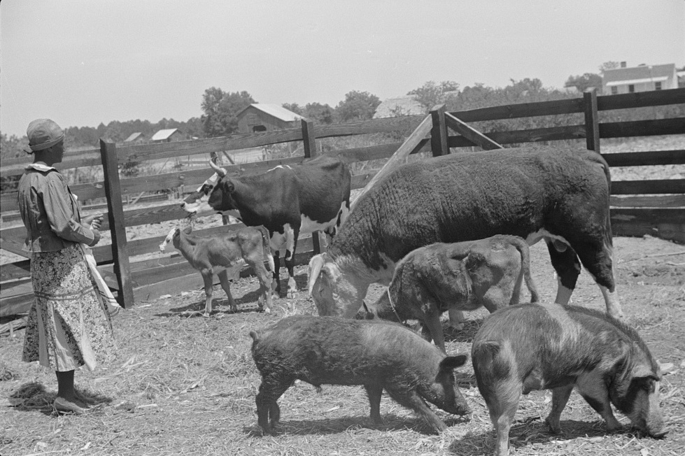 Jorena Pettway with some of the Gees Bend livestock, Alabama 1939