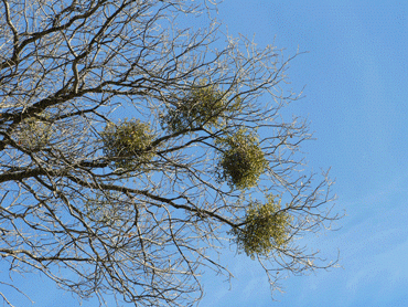mistletoe in top of tree