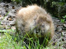 PATRON + GOOD OLE DAYS – Get a muskrat skin and wear it over the lungs?