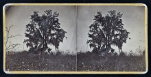 PATRON + Anne Newport Royall  – Can you believe that in 1818 Spanish moss was used in mattresses for padding?