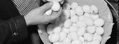 PATRON+ RECIPE WEDNESDAY – Preserving eggs – method used in 1887
