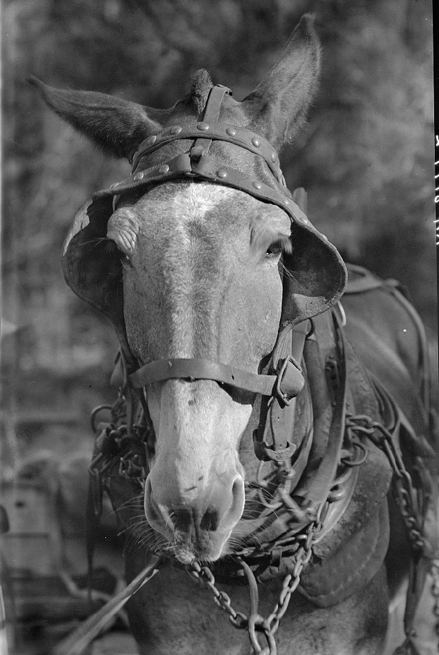 PATRON + MONDAY MUSINGS: Mules were valuable to many Alabama farmers – here is why