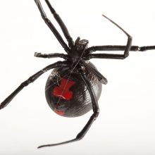 The bite of the Black Widow Story in Tuscaloosa made nationwide news