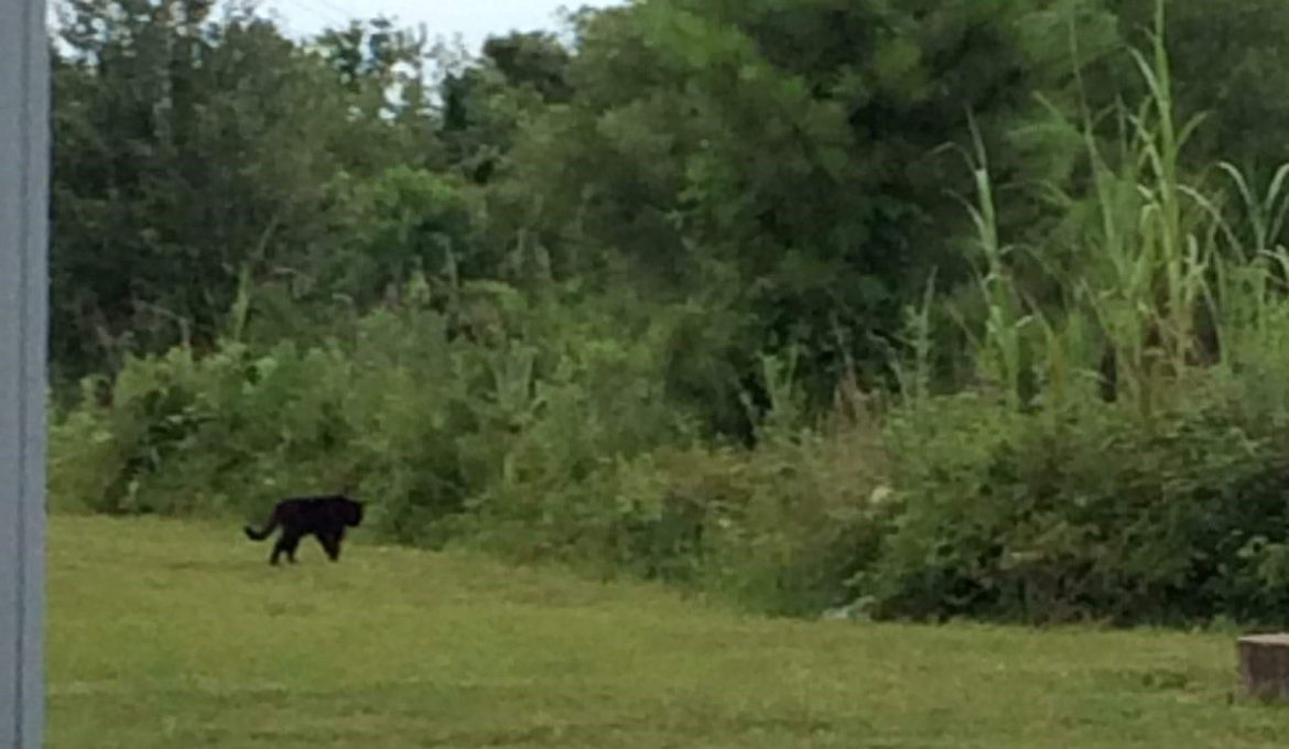 PATRON + Is this the last Mountain Lion in Alabama?