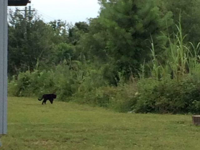 PATRON + Is this the last Mountain Lion in Alabama?