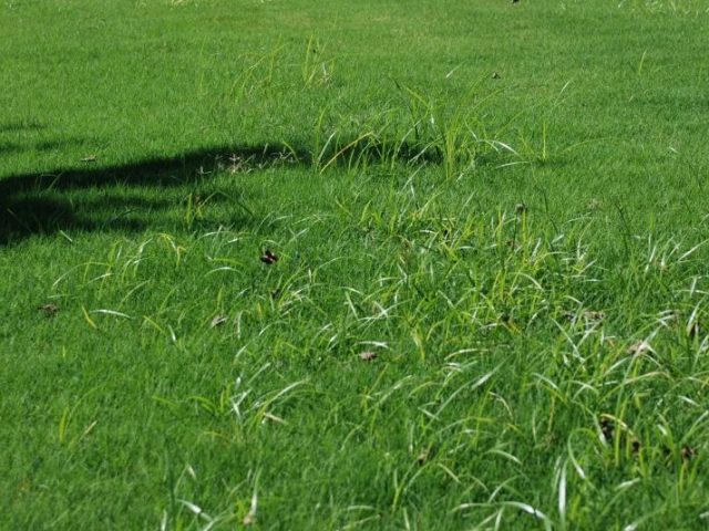 PATRON – Did you know that nutgrass or nutsedge was not always part of the Alabama landscape?