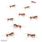 PATRON + SATURDAY SECRETS – A unique Ant Trap from 1887