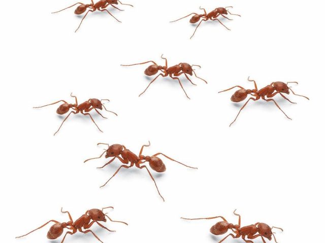 PATRON + SATURDAY SECRETS – A unique Ant Trap from 1887
