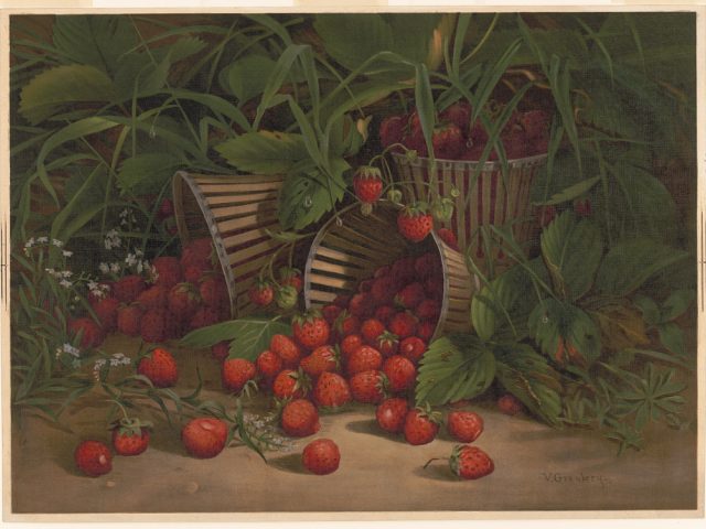 PATRON + SATURDAY SECRETS – Strawberries and Raspberries tips from 1908