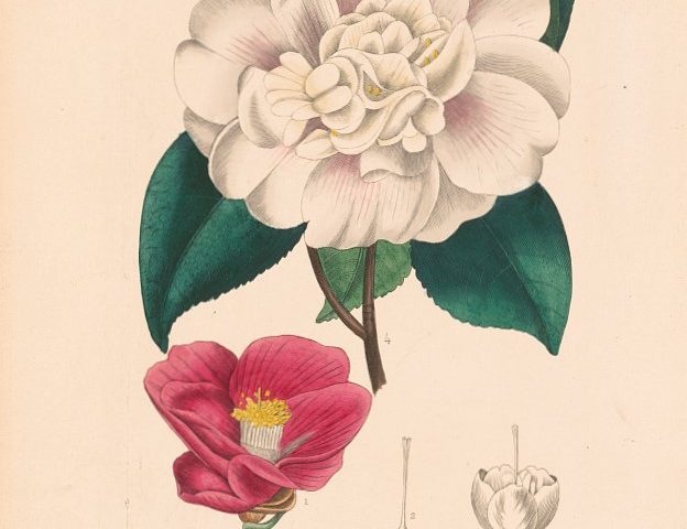 PATRON  +  Immigrant introduces Japanese camellias from wife’s dowry to Mobile in 1917